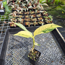 Load image into Gallery viewer, Rhaphidophora Lobbii Variegated exact plant, Fedex 2day*