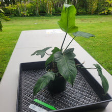 Load image into Gallery viewer, Philodendron Minarum 'Lime Fiddle', Exact Plant Ships Nationwide