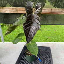 Load image into Gallery viewer, Anthurium Moodeanum x Veitchii, exact plant, Fedex 2day*