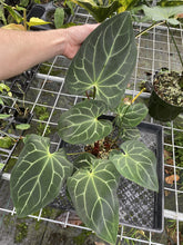 Load image into Gallery viewer, Anthurium Besseae Aff exact plant, Fedex 2day*
