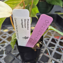 Load image into Gallery viewer, Philodendron Gloriosum variegated, Exact Plant Ships Nationwide