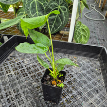 Load image into Gallery viewer, Anthurium Warocqueanum x noid, Exact Plant Ships Nationwide