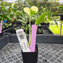 Load image into Gallery viewer, monstera deliciosa mint Exact Plant Variegated Ships Nationwide