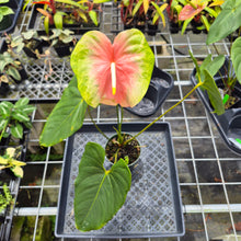 Load image into Gallery viewer, Anthurium Anuenue Obake Bicolor pink/green Fedex 2day