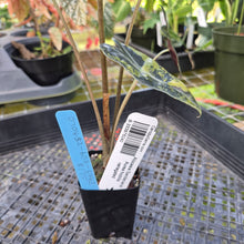 Load image into Gallery viewer, Alocasia sanderiana 'Nobilis' Aurea, Exact Plant Ships Nationwide
