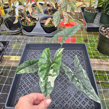 Load image into Gallery viewer, Alocasia Simpo Albo, Exact Plant, Ships Nationwide