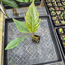 Load image into Gallery viewer, Philodendron Pluto Caramel Marble 2.5" pot, Fedex 2day*