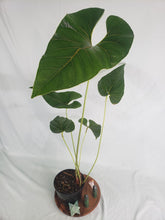 Load image into Gallery viewer, Anthurium Decipiens 6" pot, Fedex 2day