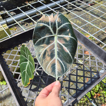 Load image into Gallery viewer, Alocasia Longiloba Grandis x Sanderiana 'Mark Campbell', Exact Plant