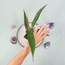 Load image into Gallery viewer, Philodendron Mexicanum Shipped Nationwide