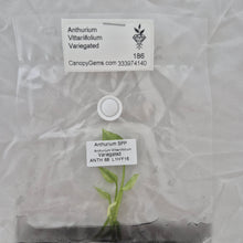 Load image into Gallery viewer, Anthurium Vittarifolium Variegated tissue culture 2DayAir