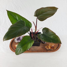 Load image into Gallery viewer, Philodendron Dark Lord 4" pot, Fedex 2day*
