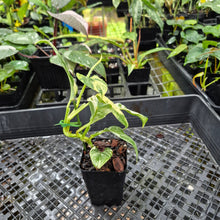 Load image into Gallery viewer, Rhaphidophora Puberula, Exact Plant Variegated Ships Nationwide