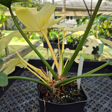 Load image into Gallery viewer, Philodendron Golden Dragon, Exact Plant Variegated