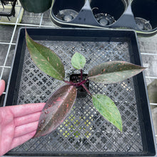 Load image into Gallery viewer, Philodendron Orange Princess Variegated 2.5" pot, Fedex 2day*
