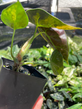 Load image into Gallery viewer, Alocasia Azlanii Aurea variegated , Exact Plant Ships Nationwide