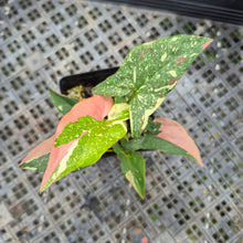 Load image into Gallery viewer, Syngonium Red Spot Tricolor Variegated exact plant, Fedex 2day*