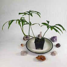 Load image into Gallery viewer, Philodendron Quercifolium 4" pot, Fedex 2day*
