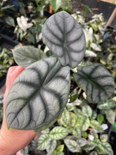 Load image into Gallery viewer, Alocasia Silver Dragon 2.5" pot, Fedex 2day*