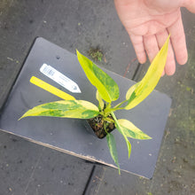 Load image into Gallery viewer, Philodendron Domesticum, Exact Plant Variegated Ships Nationwide
