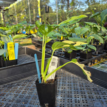 Load image into Gallery viewer, Monstera Adansonii Aurea, Exact Plant Variegated Ships Nationwide