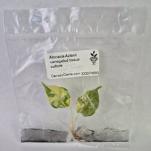 Load image into Gallery viewer, Alocasia Azlanii variegated tissue culture 2DayAir