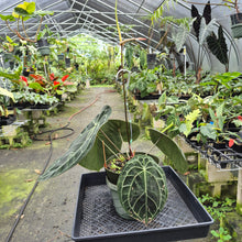 Load image into Gallery viewer, Anthurium Doc Block (Red Crystallinum) x Kunayalense exact plant, Fedex 2day*