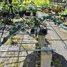 Load image into Gallery viewer, Philodendron Thaumatophyllum Goeldii X Selloum "African Fantasy, Exact Plant