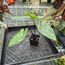 Load image into Gallery viewer, Alocasia Macrorhizza Black Stem, Exact Plant Variegated