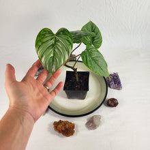 Load image into Gallery viewer, Philodendron Sodiroi True Form, Exact Plant Ships Nationwide