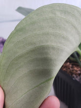 Load image into Gallery viewer, Silver Hero, exact plant, Scindapsus, ships nationwide