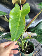 Load image into Gallery viewer, Philodendron Sagittifolium, Tuxtlanum Rubra, Exact Plant Ships Nationwide