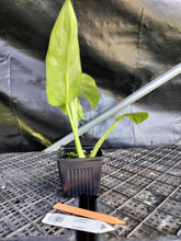 Load image into Gallery viewer, Philodendron Jose Buono, Exact Plant Variegated Ships Nationwide