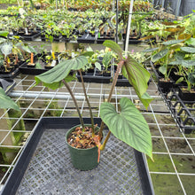 Load image into Gallery viewer, Philodendron Plowmanii exact plant, Fedex 2day*