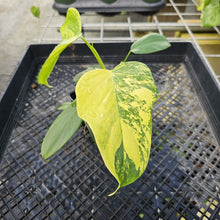 Load image into Gallery viewer, Philodendron Bipennifolium, Exact Plant Variegated Ships Nationwide