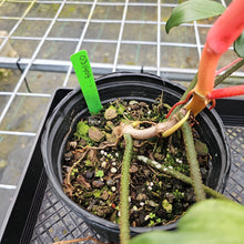 Load image into Gallery viewer, Philodendron Florida Ghost, Large, Exact Plant