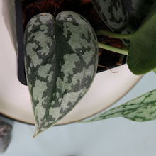 Load image into Gallery viewer, Scindapsus Silver Lady Shipped Nationwide