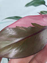 Load image into Gallery viewer, Pink Princess, exact plant, variegated Philodendron, ships nationwide