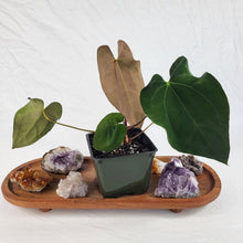 Load image into Gallery viewer, Anthurium Ace Of Spades X Papillilaminum 4" pot, Fedex 2day*