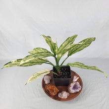Load image into Gallery viewer, Aglaonema Ice Queen, Silver Queen Variegated 4" pot, Fedex 2 day*