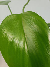 Load image into Gallery viewer, Microstictum, Philodendron
