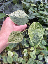 Load image into Gallery viewer, Alocasia Dragon Scale Mint variegated 2.5" pot, Fedex 2day*