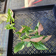 Load image into Gallery viewer, Syngonium Red Spot Tricolor, Exact Plant Variegated Ships Nationwide