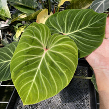 Load image into Gallery viewer, Philodendron Verrucosum Amazon Sunset exact plant, Fedex 2day