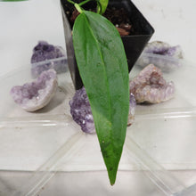 Load image into Gallery viewer, Anthurium Spectabile, small, ships nationwide