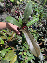 Load image into Gallery viewer, Philodendron Florida Bronze 4" pot, Fedex 2day*