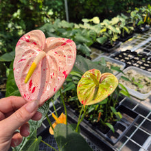 Load image into Gallery viewer, Anthurium Shibori Variegated exact plant, Fedex 2day*