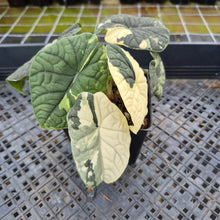 Load image into Gallery viewer, Alocasia Melo Albo variegated exact plant, Fedex 2day*