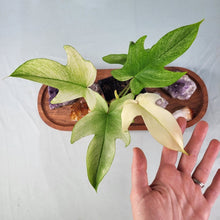 Load image into Gallery viewer, Philodendron Florida Ghost 4" pot, Fedex 2day*