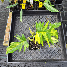 Load image into Gallery viewer, Philodendron Florida Beauty X Tortum, Exact Plant Variegated Ships Nationwide